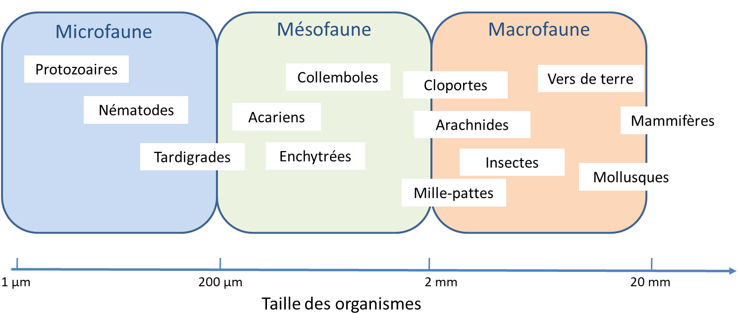 La Classification Des Sols Horizon Documentation Ird 4417